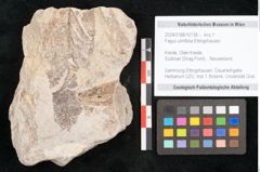 Foto (Objekt + Etikett) von Fagus ulmifolia Ettingshausen (NHMW-GEO-2024-0188-10138)